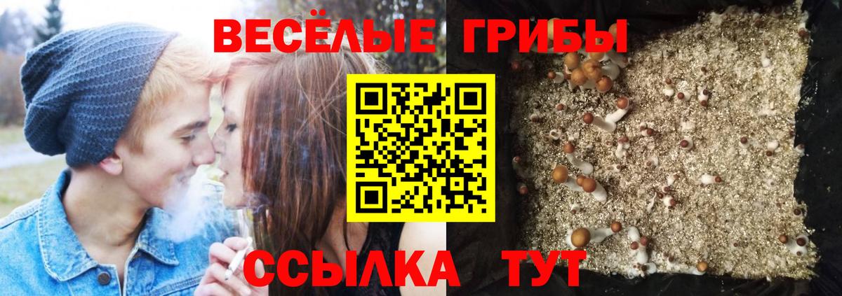 Бор  Галлюциногенные грибы прущие грибы  Вход с VPN 
